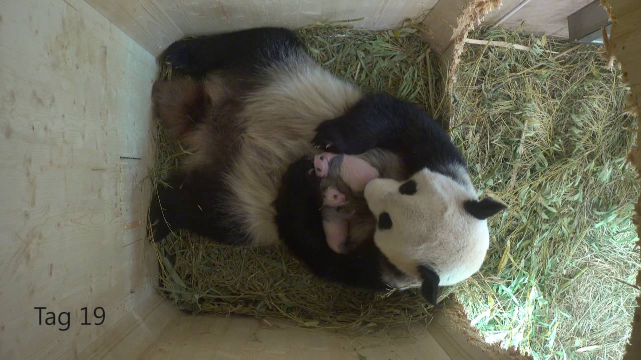 Panda Twins - the first month!