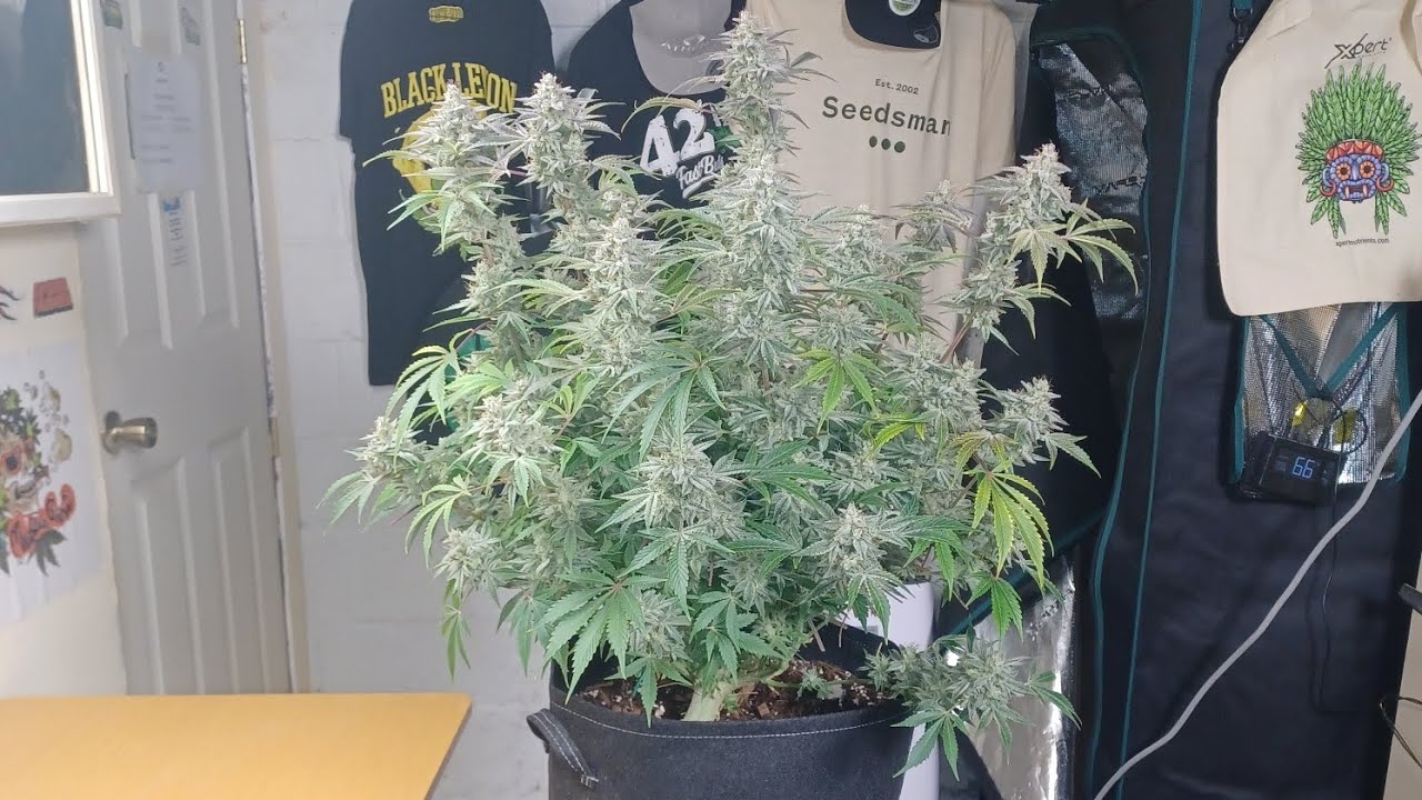 Blue Dream Autoflower from Seedsman Medic Grow Mini Sun-2 medical marijuana grow