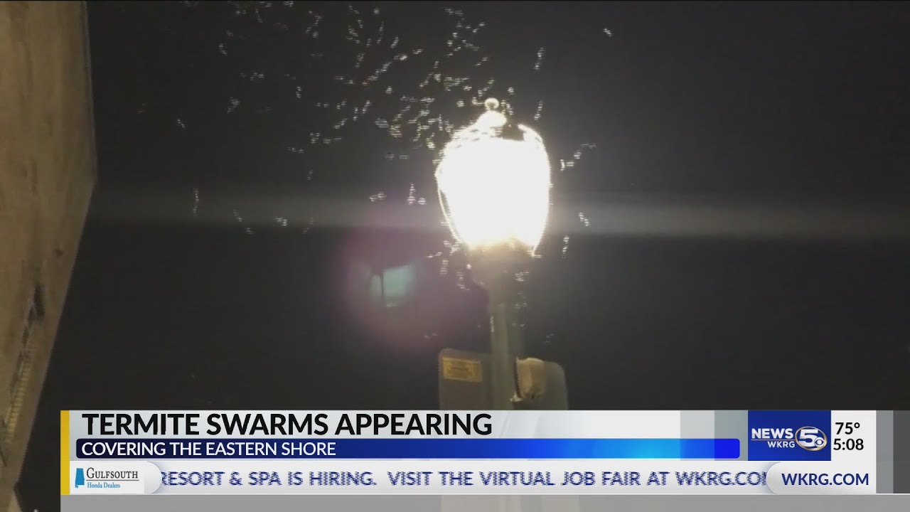 Termite swarms are back, creating problems in Baldwin County