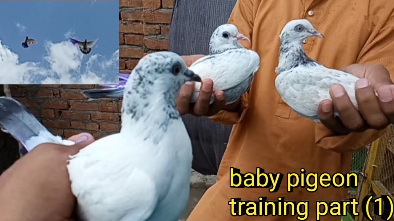 baby pigeon flying training | baby flying pigeon part (1) 2020[faisalabad pogeon]