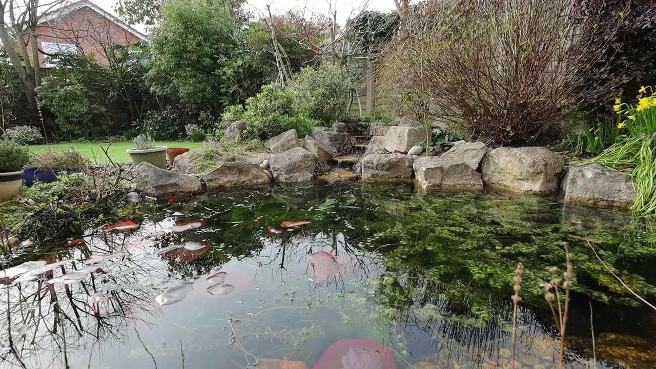 Garden Pond