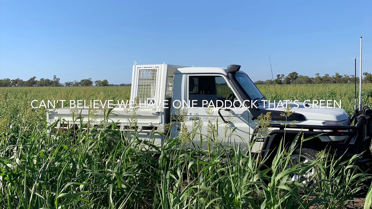 Silage Pit Construction at Calga Station March 2019