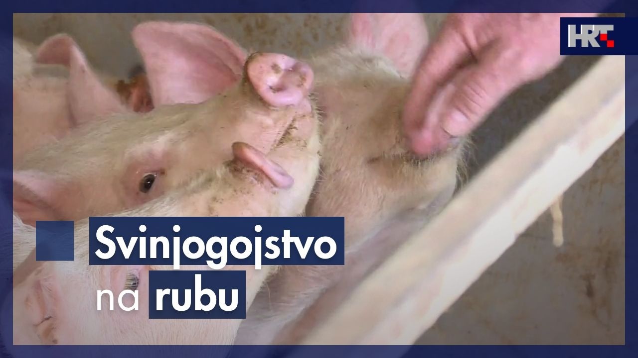 Afrička svinjska kuga i pad cijena guraju svinjogojce na rub opstanka