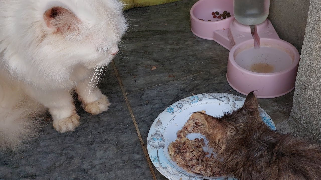 kitten Approaches angry cat