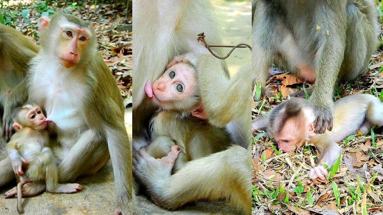 Rainbow sister trains brother Levy go walking and nursing very smart and brave.