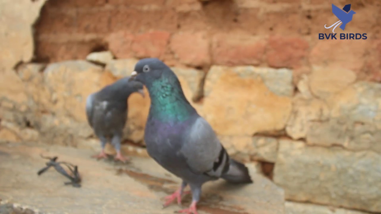 Yedenallur Sabja Of Narappa 35 Years Old Bloodline - Description And Explanation Of Breed