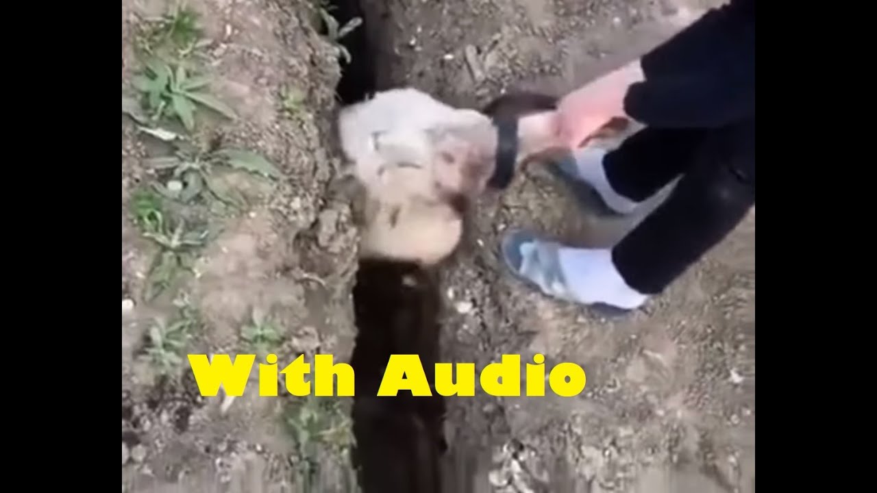 Sheep gets stuck in trench/ditch, jumps (with Audio)
