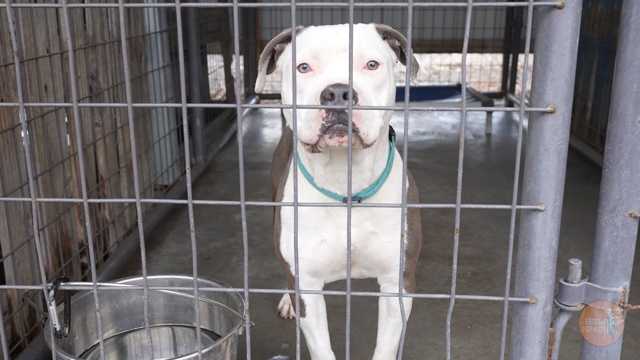 Pendleton Animal Welfare Shelter