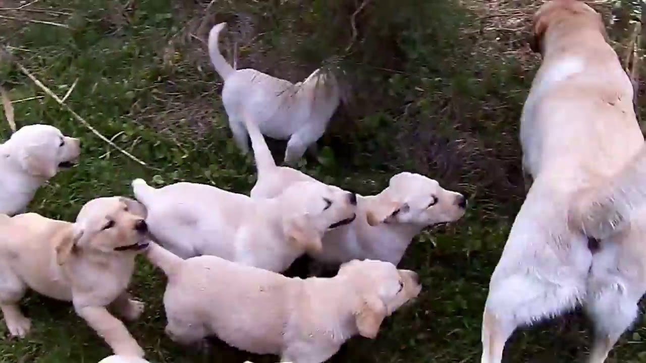 Labrador padre enseña cachorros a nadar