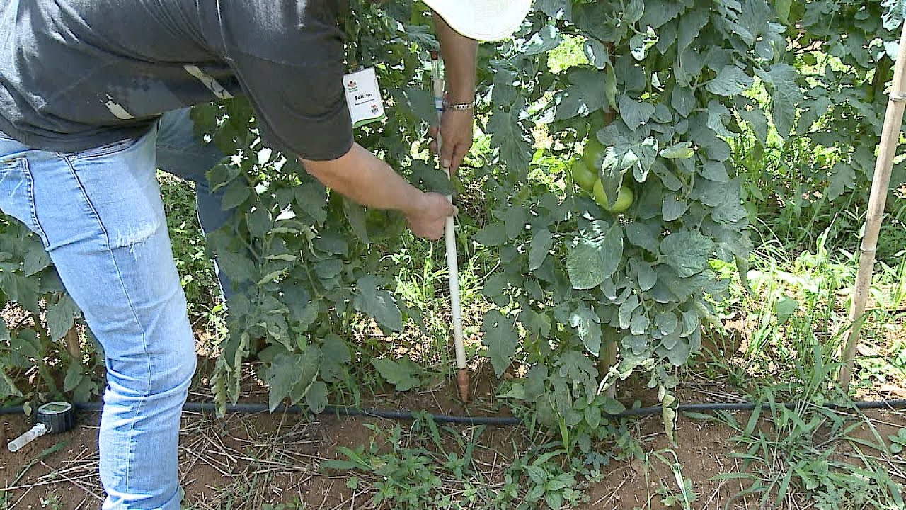 Controle da irrigação  - Uso do tensiômetro