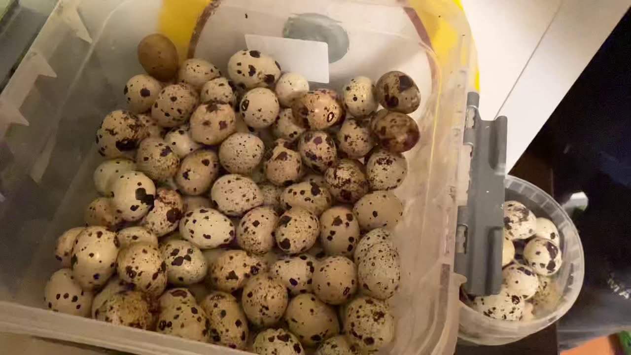 Закладка инкубационного яйца в инкубатор в три ряда. Содержание и размножение перепелов от А до Я.