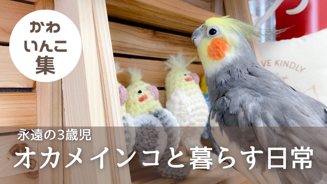 可愛いがいっぱい。オカメインコこはくと暮らす日常