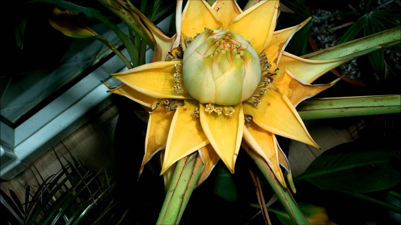 Musella lasiocarpa