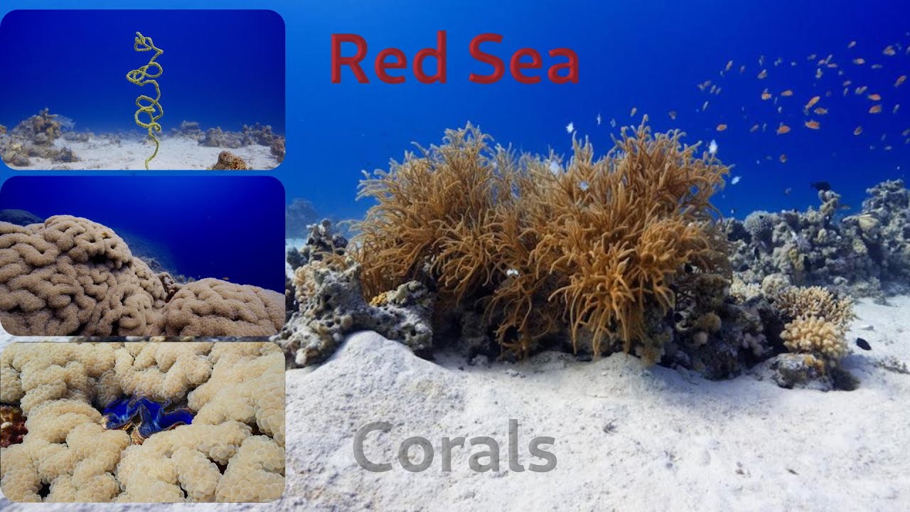 Relaxing Red Sea Corals with Soothing Music  4K Nature