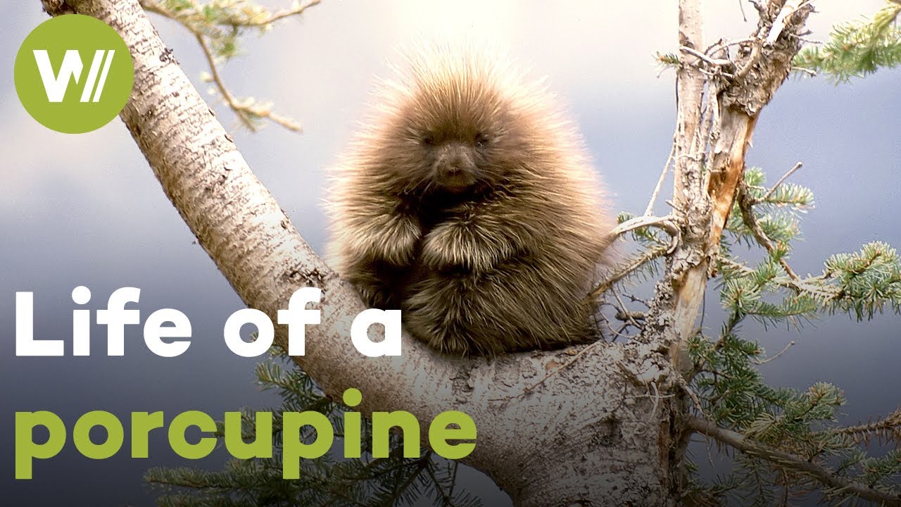 Дикобразы Нового Света и их колючий образ жизни