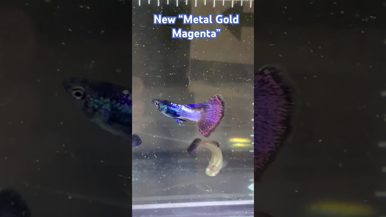 Segue a novidade _ Metal Gold Magenta, vulgo &ldquo;Metal flamenco Dancer&rdquo; #taviccoguppy #guppy #betta