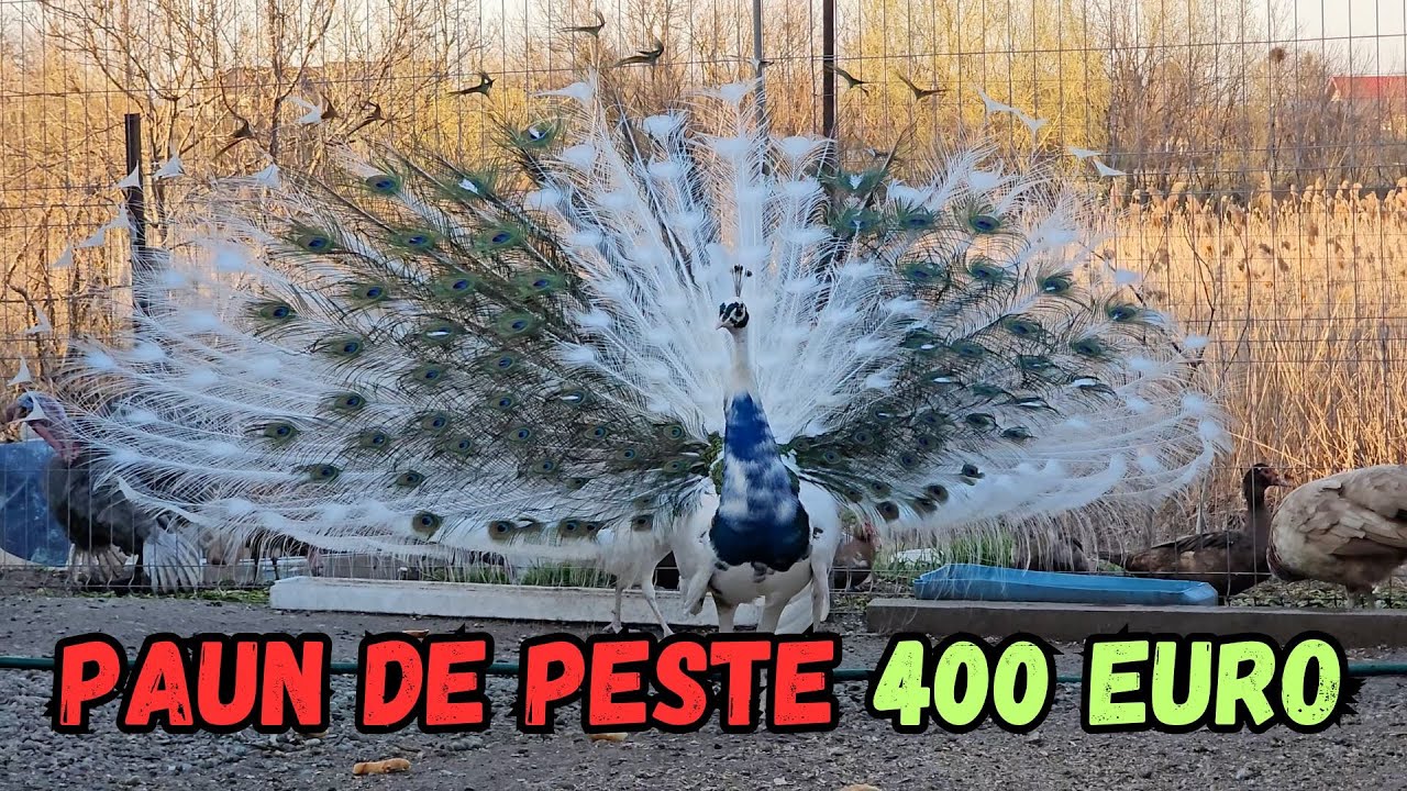 In vizita la Crescător de păuni/găini/rate/curci