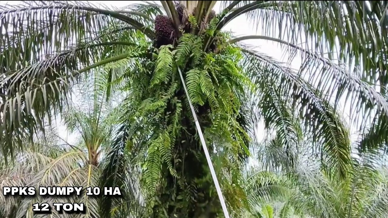 Panen PPKS DUMPY 10 Ha | Rotasi 18 Hari