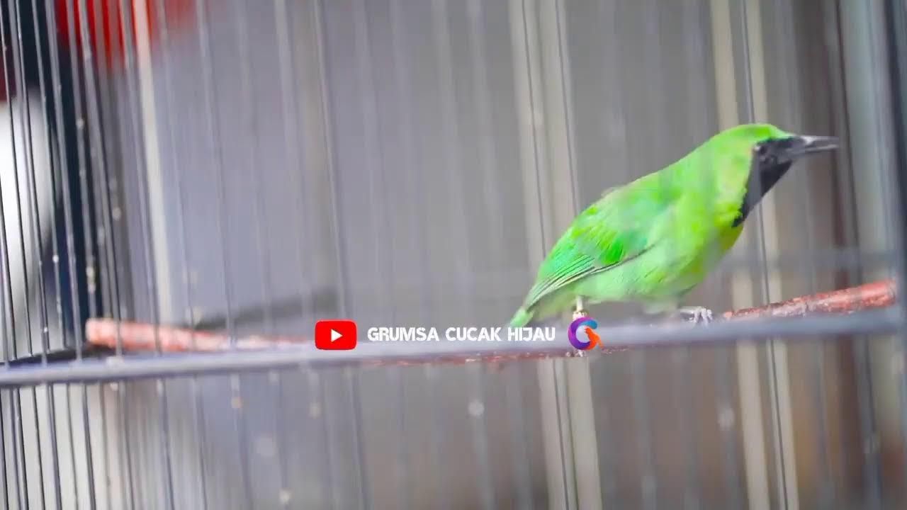 PANCINGAN BURUNG CUCAK IJO