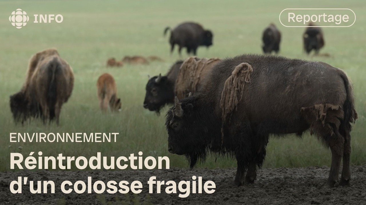 Réintroduction du bison dans l'Ouest : succès et défis! | La semaine verte