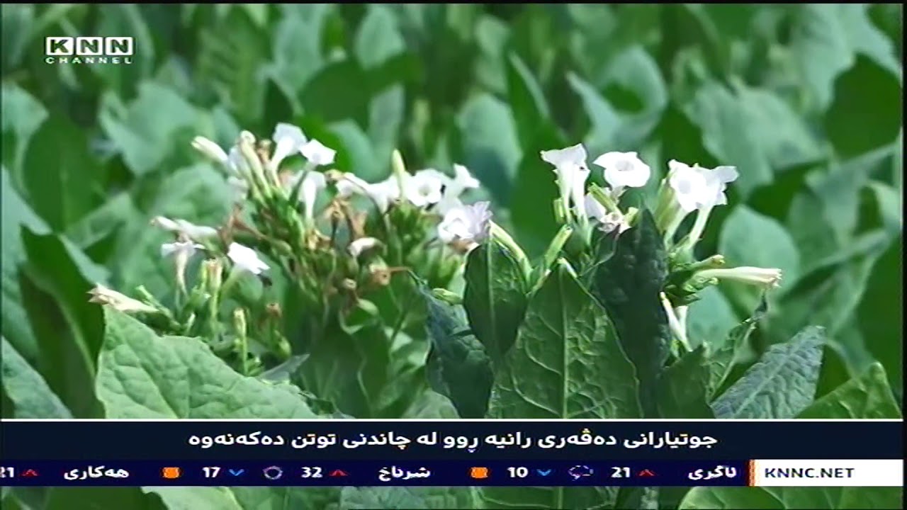 جوتیارانی‌ ده‌ڤه‌ری‌ رانیه‌ ڕوو له‌ چاندنی‌ توتن ده‌كه‌نه‌وه‌