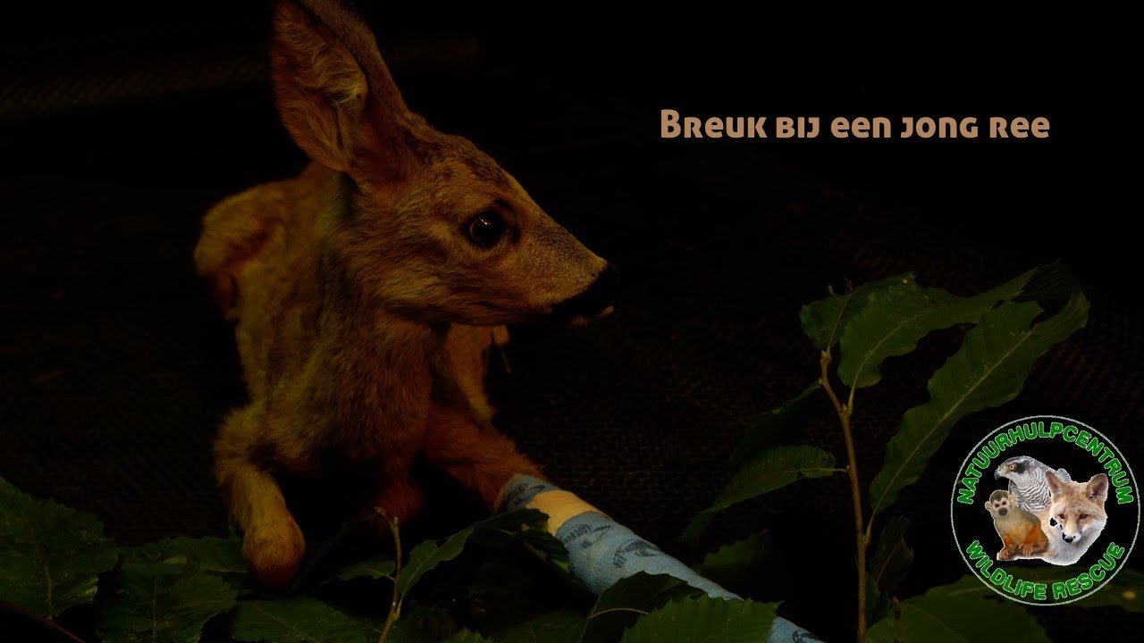 Natuurhulpcentrum - Operatie ree met gebroken poot