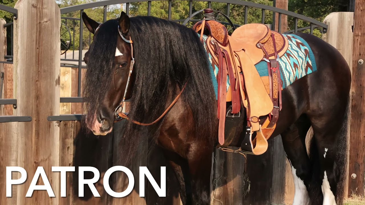 Gypsy Vanner Gelding for sale Patron #gypsyvanner #vanner #vanners