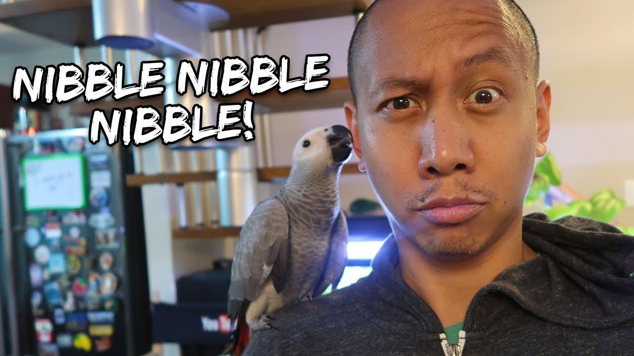 My Parrot Can't Stop Grooming Me | Vlog #269