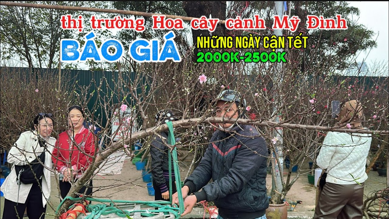 BÁO GIÁ hoa cây cảnh tại chợ hoa Mỹ Đình những ngày giáp tết | Quảng Tùng