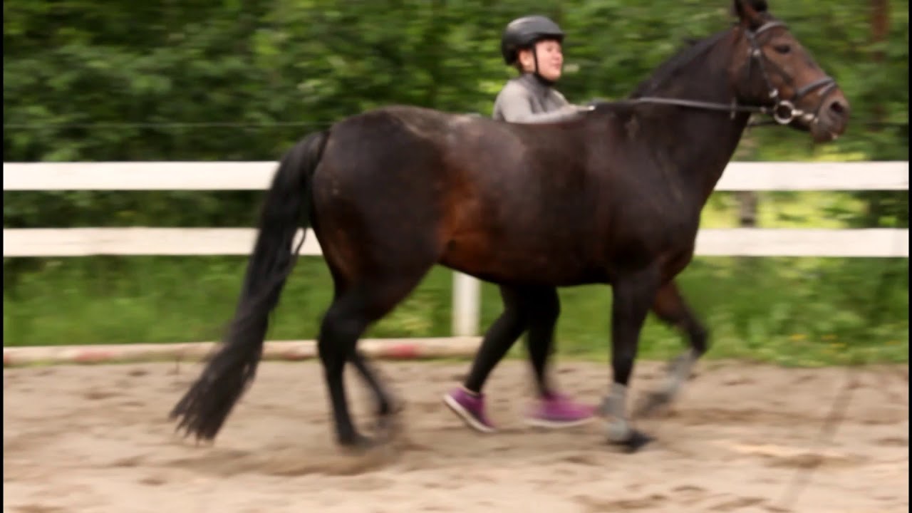 Ponilaakson Kurkkuholistien äänet 2019