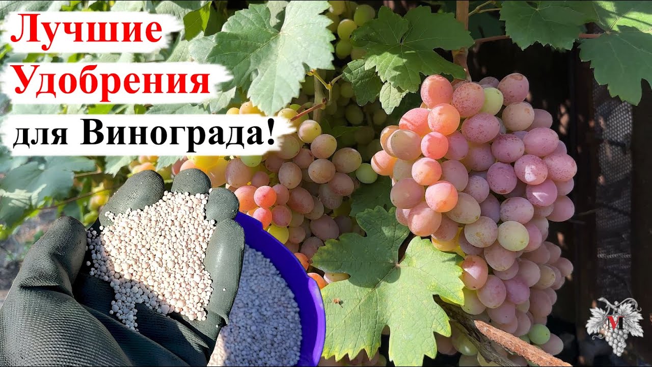ЛУЧШИЕ УДОБРЕНИЯ для ВИНОГРАДА в ПЕРИОД СОЗРЕВАНИЯ Урожая!