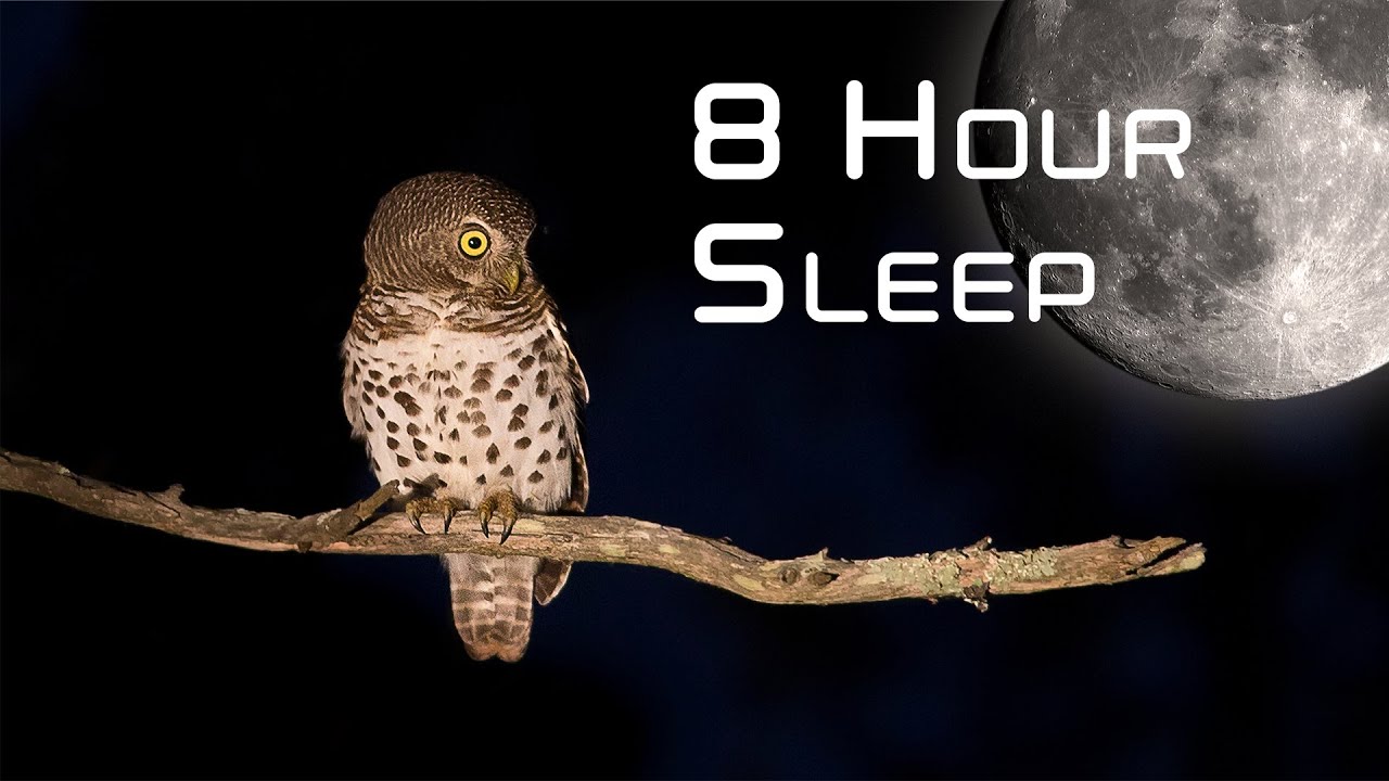 African Night Sounds for sleep: Black Screen sounds from Kruger Park 🌍158