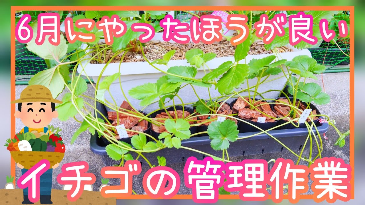 失敗しない♪イチゴ/6月の管理作業/家庭菜園/プランター栽培/2023年