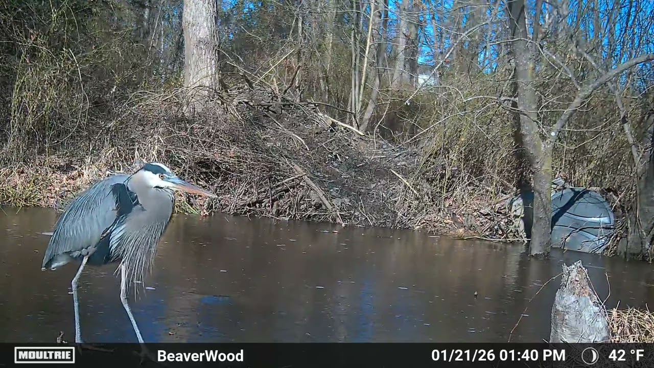 Great Blue Heron on Ice Patrol Ice Patrol 1