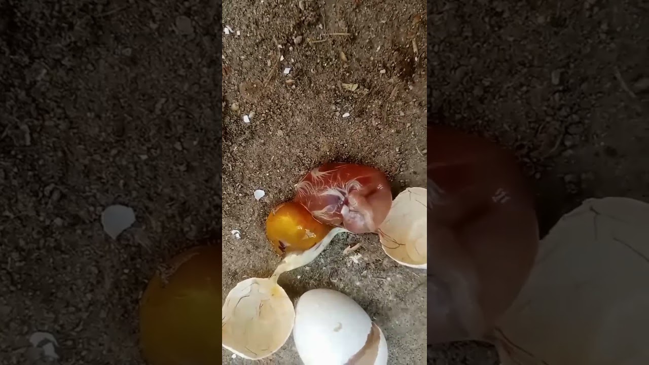 Why Chicks dead in shell #viral #short #cocktail #chicks #dead