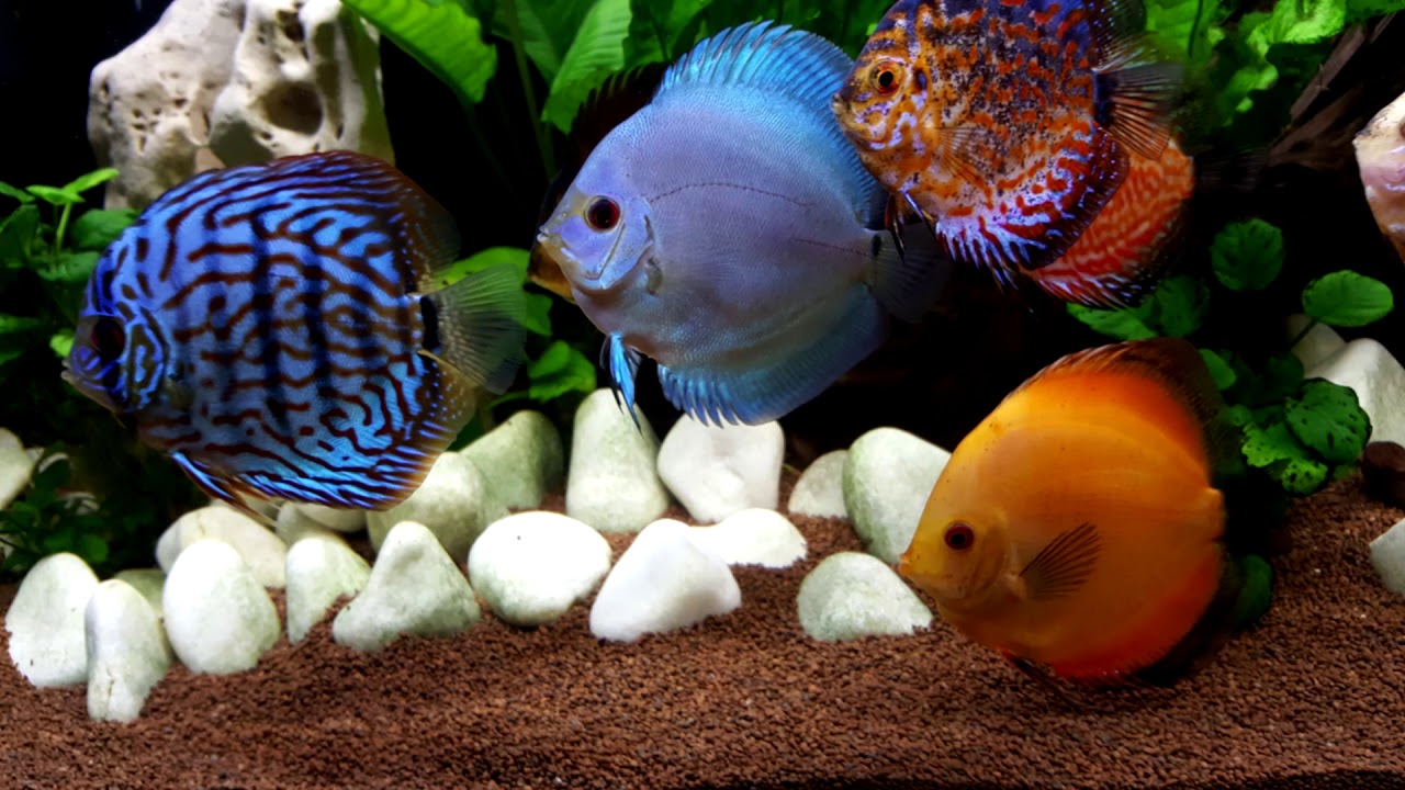 ACUARIO PECES DISCO montaje y evolucion symphysodon discus ( BichosYmonstruitos )