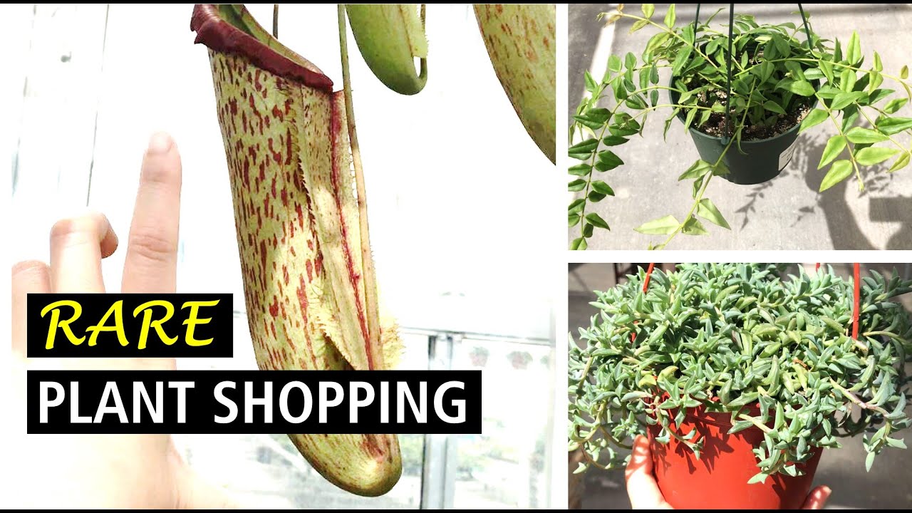 So Many Hoyas, Pitcher Plants & String of Dolphins! Plant Shopping At Heartland Nursery