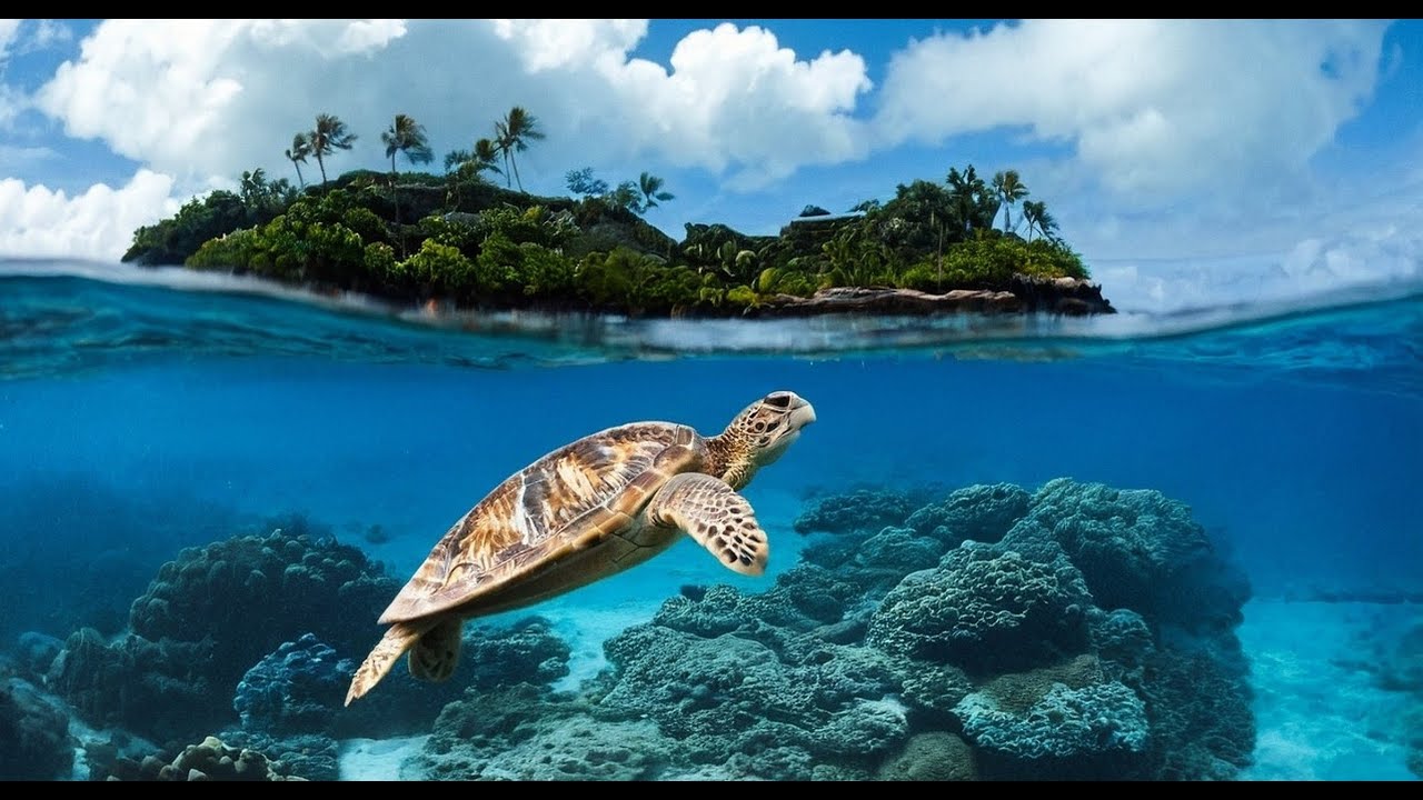 ONE DAY / underwater life [AI] - extended version