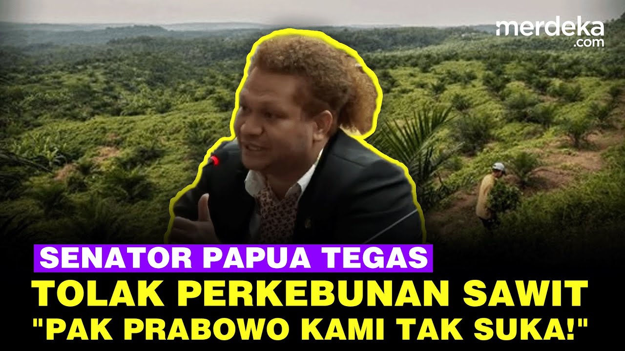 Senator Tegas Tolak Kelapa Sawit di Papua: Pak Prabowo & Bahlil Setop Barang Itu, Kami Tak Suka!