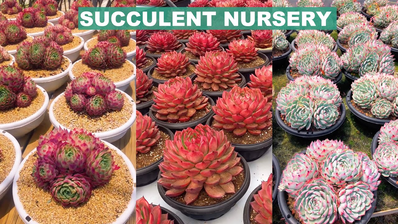 Lost In Succulent Nursery | 多肉植物 | 다육이들 | Suculentas