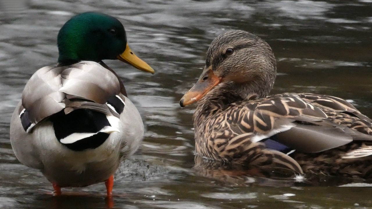Mallard Ducks (Anas platyrhynchos) (Drake & Hen) preening during dawn in February (4K)