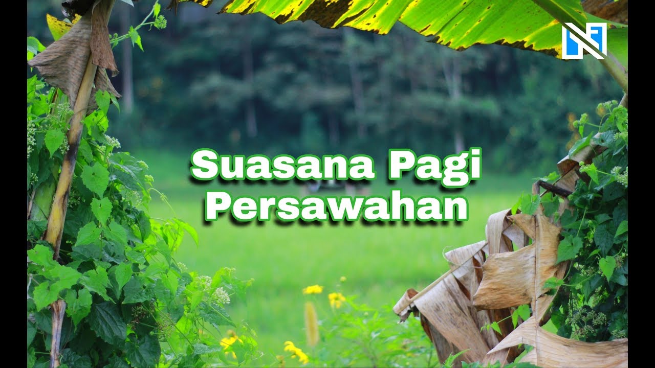 Menikmati Udara Sejuk Persawahan di Pagi Hari | Nature Relaxation Video ( FULL HD )