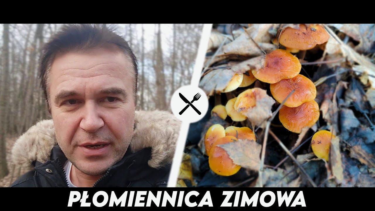 Płomiennica zimowa - zbierajmy grzyby zimową porą!