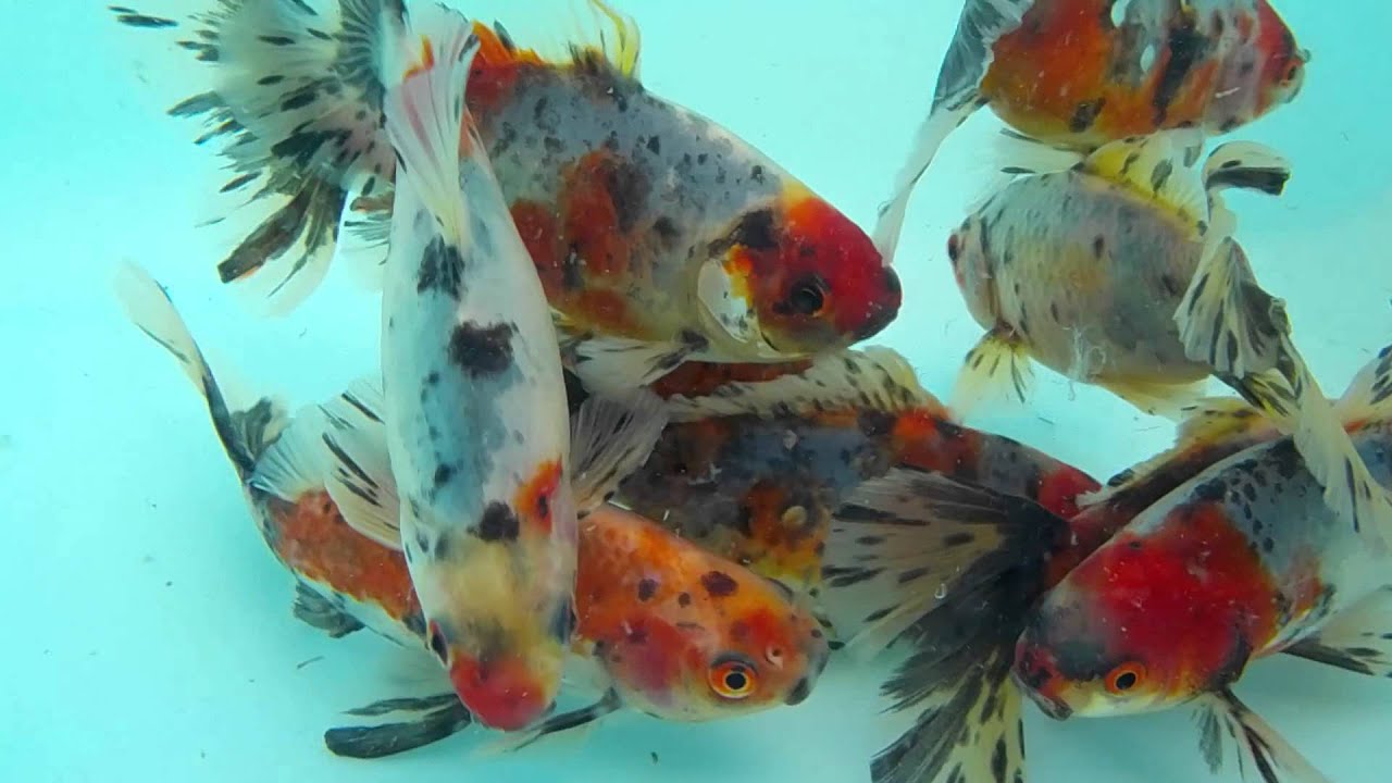 Bristol Shubunkin Farm - Bristol Shubunkin Allevamento