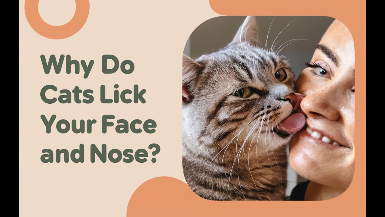 why do cat lick your face and nose-The REAL Reason Cats Are So Into Constantly Kissing Your Nose