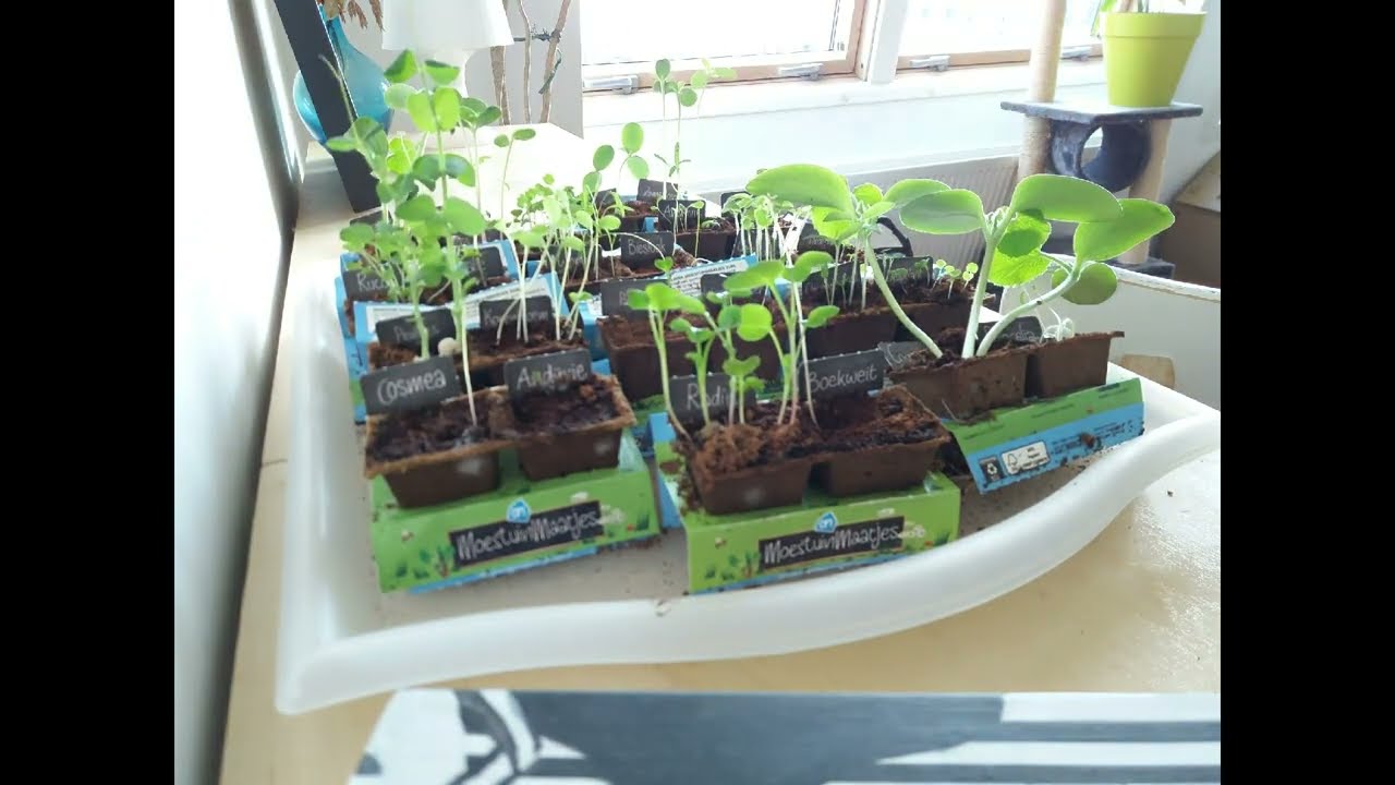 Albert Heijn Moestuin - Mini vegetable garden timelapse