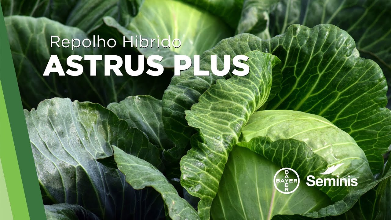 Repolho H&iacute;brido Astrus Plus