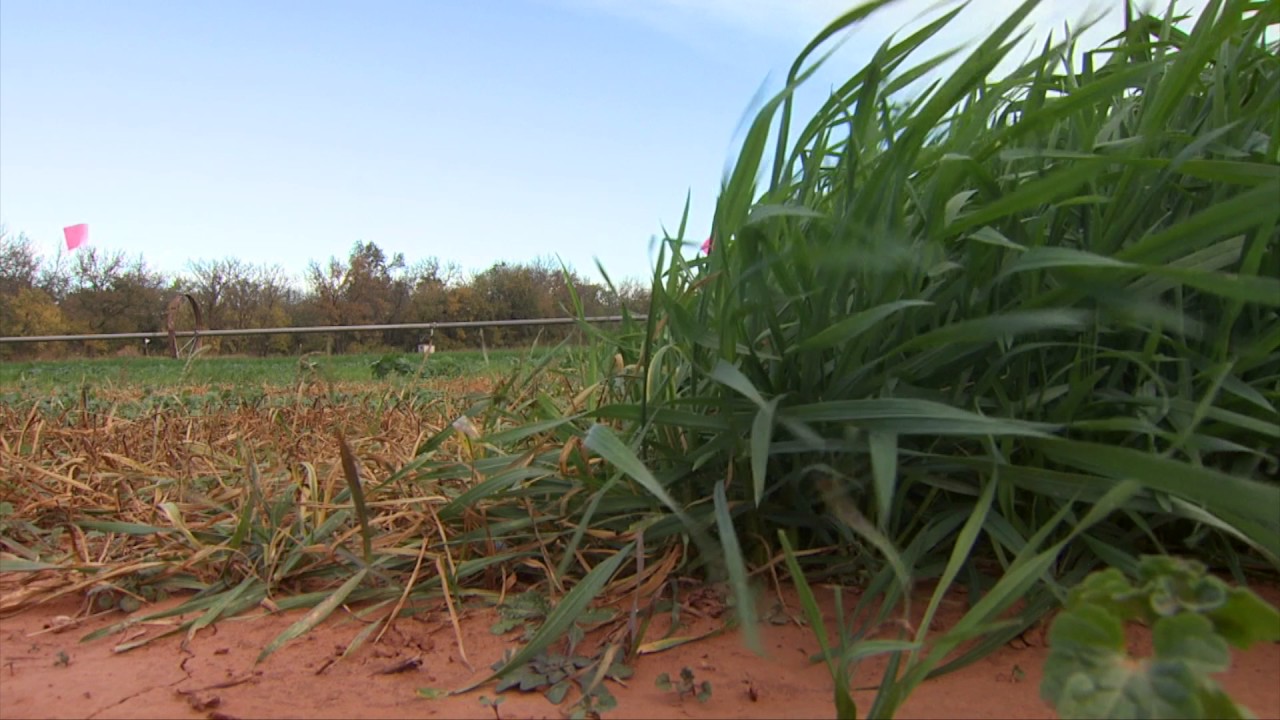 How Canola Cleans Up Weeds (12/10/16)