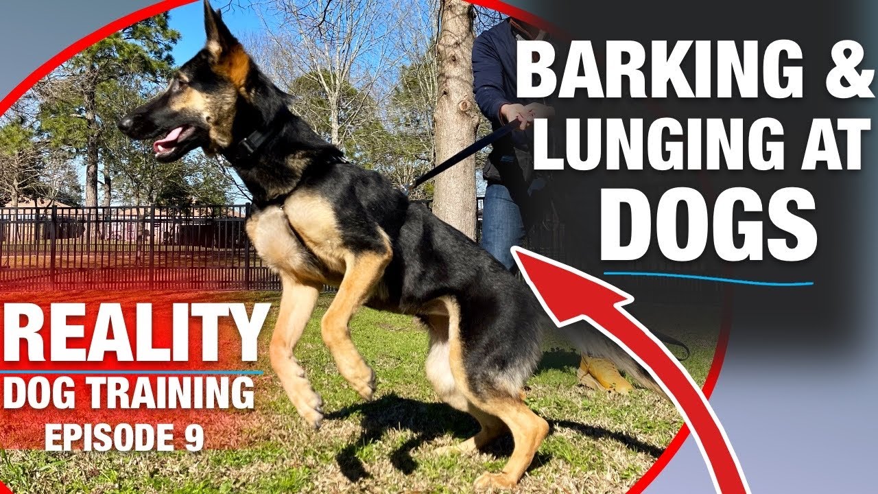 Training Moira to NOT BARK and LUNGE at other dogs. Time is running out…REALITY DOG TRAINING