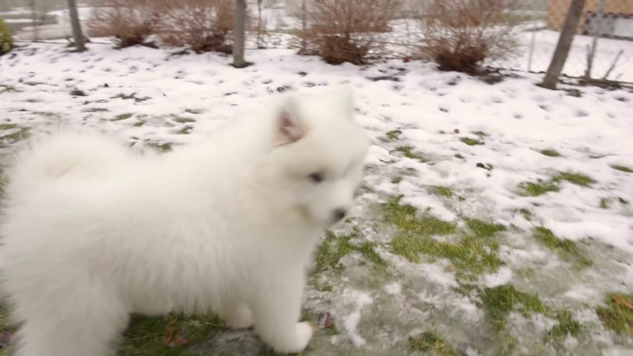 Jake the Samoyed